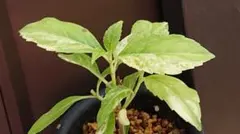 もり子様 リクエスト 2点 まとめ商品