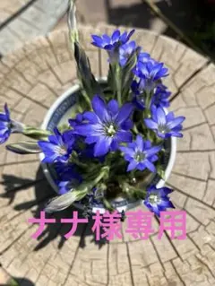 フデリンドウー１０本ナナ様専用