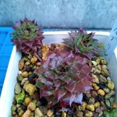 2025年最新】センペルの人気アイテム - メルカリ