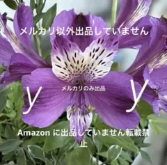 ㊂アルストロメリア ムラサキ 球根苗 1株 - メルカリ