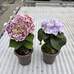 kuvv21様 リクエスト 2点まとめ商品エルマール、メルヴェイユ、ルシール3鉢