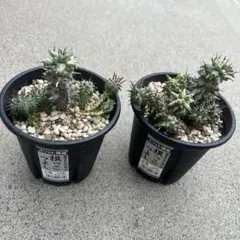 2025年最新】ユーフォルビア の人気アイテム - メルカリ