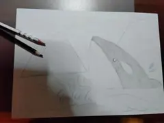 シャチ　手書きイラスト【色鉛筆】