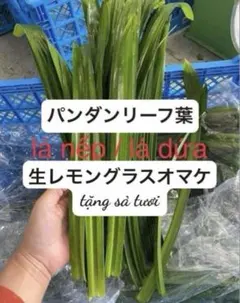 生パンダンリーフの葉10枚＋ホムデンオマケ - メルカリ