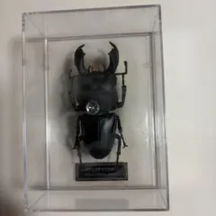 最終お値下げ／美品／アトラスオオカブト標本 約10cm - メルカリ