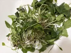 PP便‼️Cryptocoryneストリオラータ タイプジュエル クリプトコリネ