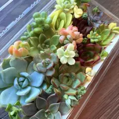 NEW❗️【レア種】静夜　アイスラブリーローズ錦　多肉植物詰め合わせ　多肉弁当❣️のサムネイル