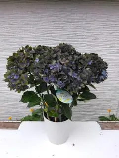 紫陽花 アジサイ レディマタハリ ブルーボリューム大 花付き良し (現物