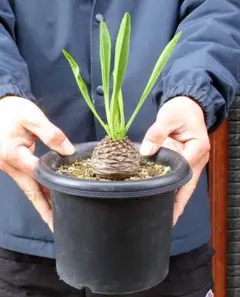 2026年最新】鉄甲丸の人気アイテム - メルカリ