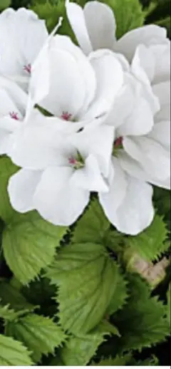 おかず様 リクエスト 2点 まとめ商品