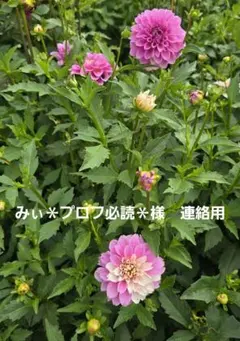 みぃ＊プロフ必読＊様　連絡用