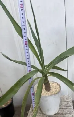 観葉植物 ユッカ 青年の木 抜き苗 丈夫 ドライガーデン