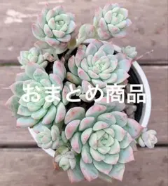 うままさん　多肉断捨離中様 リクエスト 3点 まとめ商品