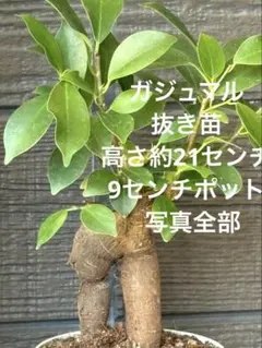 ひろん様 リクエスト 2点 まとめ商品