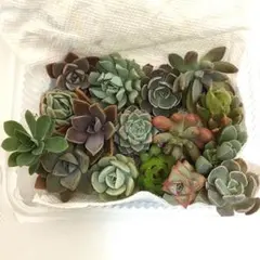 多肉植物 カット苗 エケベリア 他 セット