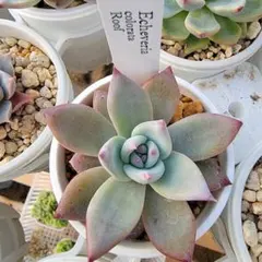 サボテン相談室　コロラータルーフ(ホワイトタイプ)札付きポットごとメルカリ便 2025年最新】コロラータルーフの人気アイテム - メルカリ