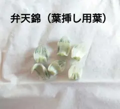 ハオルチア　ハオルシア　弁天錦　オブツーサ　葉挿し　葉　糊斑のサムネイル