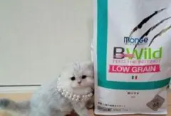 Item thumbnail for item 1308165c-7be8-4a55-b1cf-beb34e7eb00f