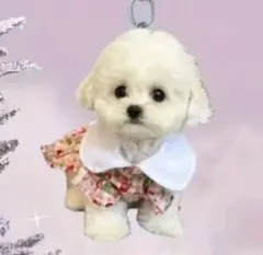 プードル　ビションフリーゼ　マルチーズ　花柄ワンピース　　キーホルダー　5cm
