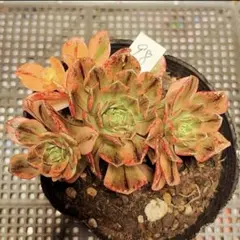 96 #観葉植物 アエオニウム錦❤️ブロンズメダル錦❤️3大頭7-8cm 拔き