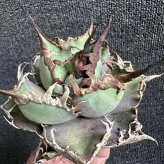 2025年最新】アガベ シーザーの人気アイテム - メルカリ