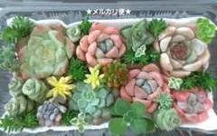 2025年最新】多肉植物 葉挿しの人気アイテム - メルカリ