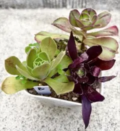 多肉植物　アエオニウム　５種　B カット苗＆抜き苗