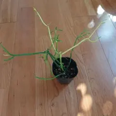 観葉植物 ミルクブッシュ