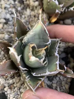 2026年最新】アガベ鬼爪の人気アイテム - メルカリ