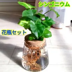 シンゴニウム☆水耕栽培用☆ガラス製花瓶☆コルク蓋付き☆蓋取外し可能☆緑×白の葉色