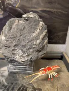 化石　標本　リヌパルス　北海道　エビ　鉱物　地学 化石 標本 リヌパルス 北海道 エビ 鉱物 地学 - メルカリ