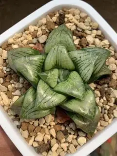 26h 多肉植物　ハオルチア　阿七頭錦糊斑　自家繁殖　鉢植え発送 26h 多肉植物 ハオルチア 阿七頭錦糊斑 自家繁殖 鉢植え発送 - メルカリ