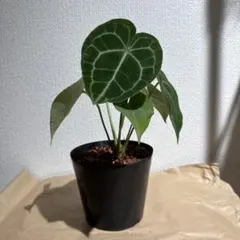 2025年最新】アンスリウムクラリネルビウムの人気アイテム - メルカリ