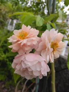 薔薇 挿し木苗 切り花品種 inspirée par Jeanne d'Arc - メルカリ