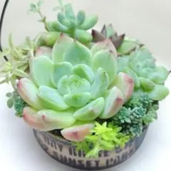 みーこ様 リクエスト 3点 まとめ商品