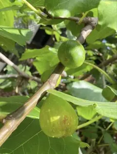 【匿名配送】　イチジク　ミックス　挿し木枝　6本〜8本程度のサムネイル