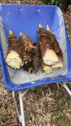 たけのこ 20kg 熊本 - メルカリ