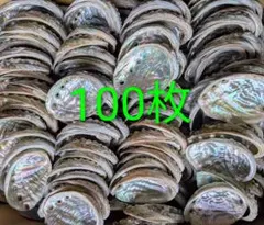 アワビ貝殻 100枚セット 虹色光沢