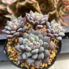 ❃ひぃ❃様 リクエスト 2点 まとめ商品