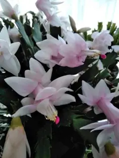 hisa様専用　デンマークカクタス 雪うさぎ 金平糖ファイヤー　発根済み 充実株