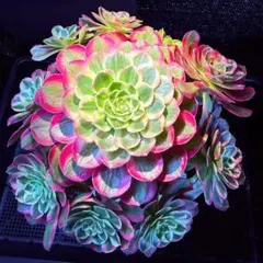 2026年最新】孔雀法師錦の人気アイテム - メルカリ