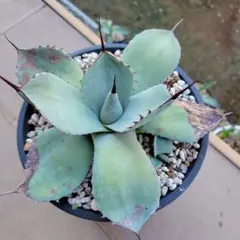 タ*店様 【超希少サイズ/300円スタート】シャークスキン　アガベ　トランカータ タ*店様 【超希少サイズ/300円スタート】シャークスキン アガベ