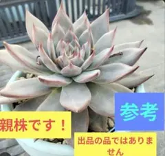 2025年最新】リンゼアナ おらいさん苗の人気アイテム - メルカリ