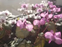 原種シクラメン　コウム　花色&葉模様ミックス20粒のサムネイル