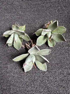 SABOTEN様 リクエスト 2点 まとめ商品