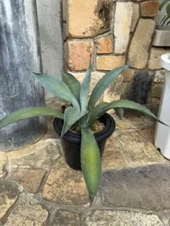 アガベ 観葉植物 鉢植え - メルカリ