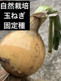 自然栽培 固定種 玉ねぎ 10Kg 自然農 自然農法 - メルカリ