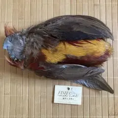 Item thumbnail for item f8ccd513-5215-4cdf-a3af-61f55c560053