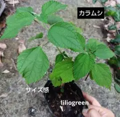 창포 딱정벌레 1개