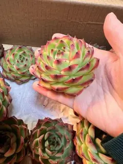 ＊＊＊ちゃいちゃん＊＊＊様 リクエスト 3点 まとめ商品